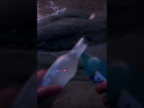 وياك تحلى الحياة Fyp 