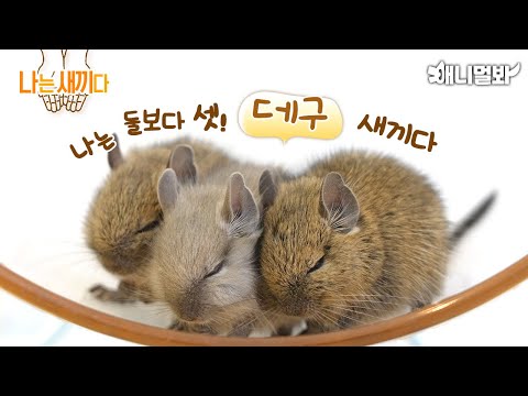 나는 태어난 지 14일된 데구 새끼다 [애니멀봐 나새끼 57호]ㅣI’m a 14 days old Degu <strong>Baby</strong> [SBS Animal <strong>I’m</strong> A <strong>Baby</strong> 57th]