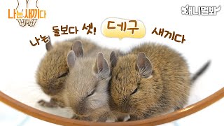 I’m a 14 days old Degu Baby [SBS Animal I’m A Baby 57th]