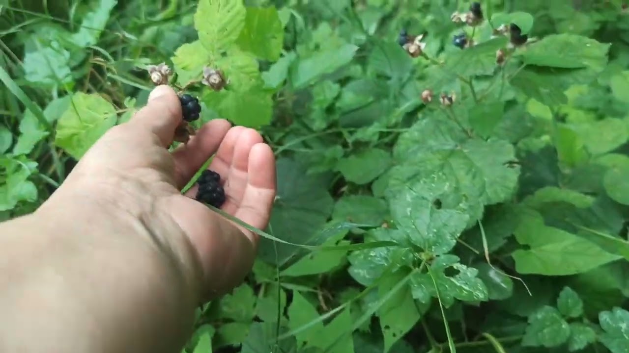 doğa çok güzel gelmek isteyen takipçilerim buyurun  burası Amasya Taşova yukarıbaraklı köyü ..