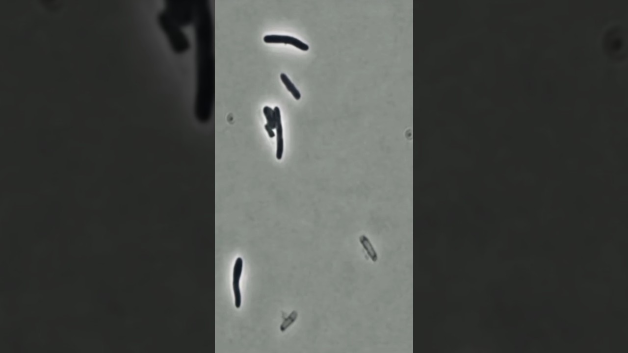 Антибиотик в деле: бактерии исчезают за секунды