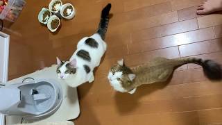 登りで渋滞する猫がかわいい