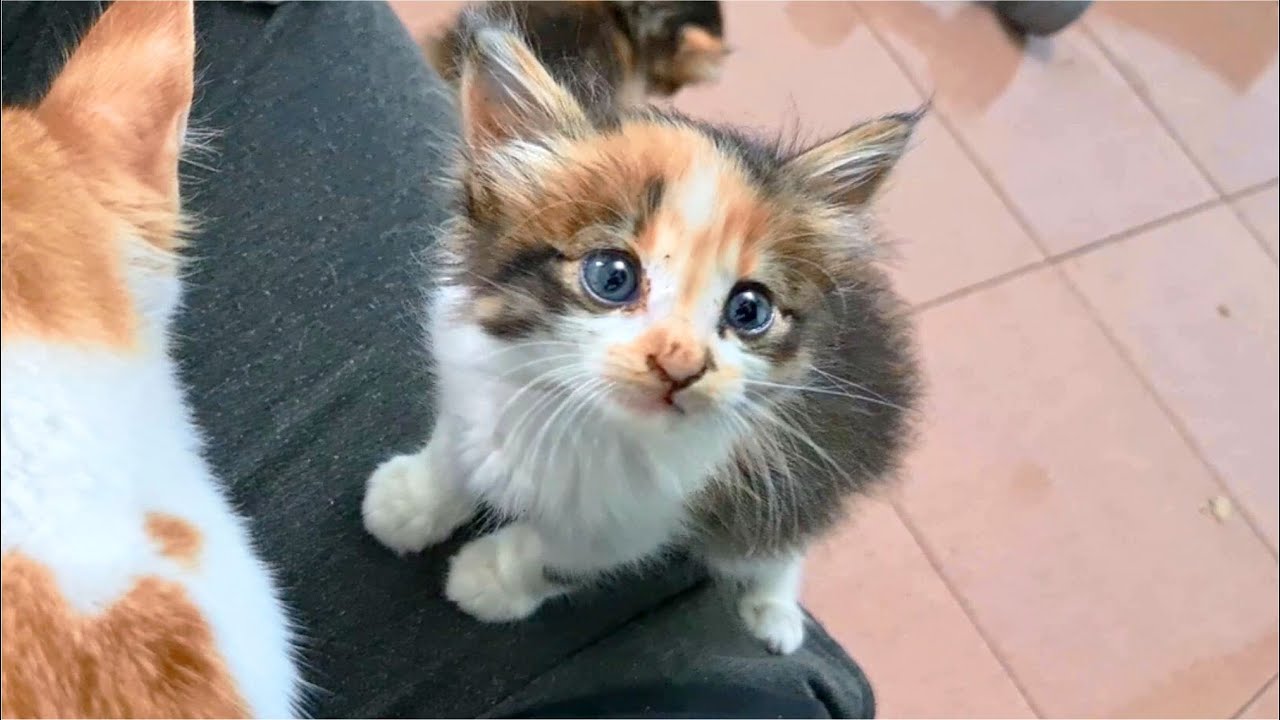 Poor Kitten Gets Slapped By Cat Many Times Because Kitten Try To Fight Cat
