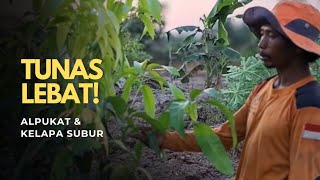 ALHAMDULILLAH! Perkembangan Tanaman Buah dan Pohon Keras Makin Subur ALHAMDULILLAH! Perkembangan Tanaman Buah dan Pohon Keras Makin Subur