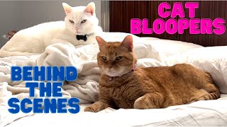 Funny Behind The Scenes Cat Bloopers 🎩👑💙🩷 by 👑 Miss Lulu & 🎩 Sir Dub-B  1,917 views 8 months ago 32 seconds