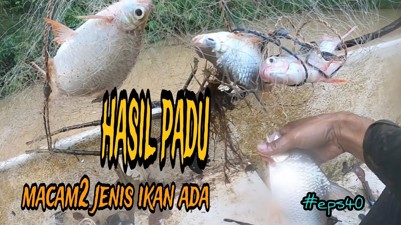 tahan jaring ikan sungai hasil padu pesta ikan (#eps40)