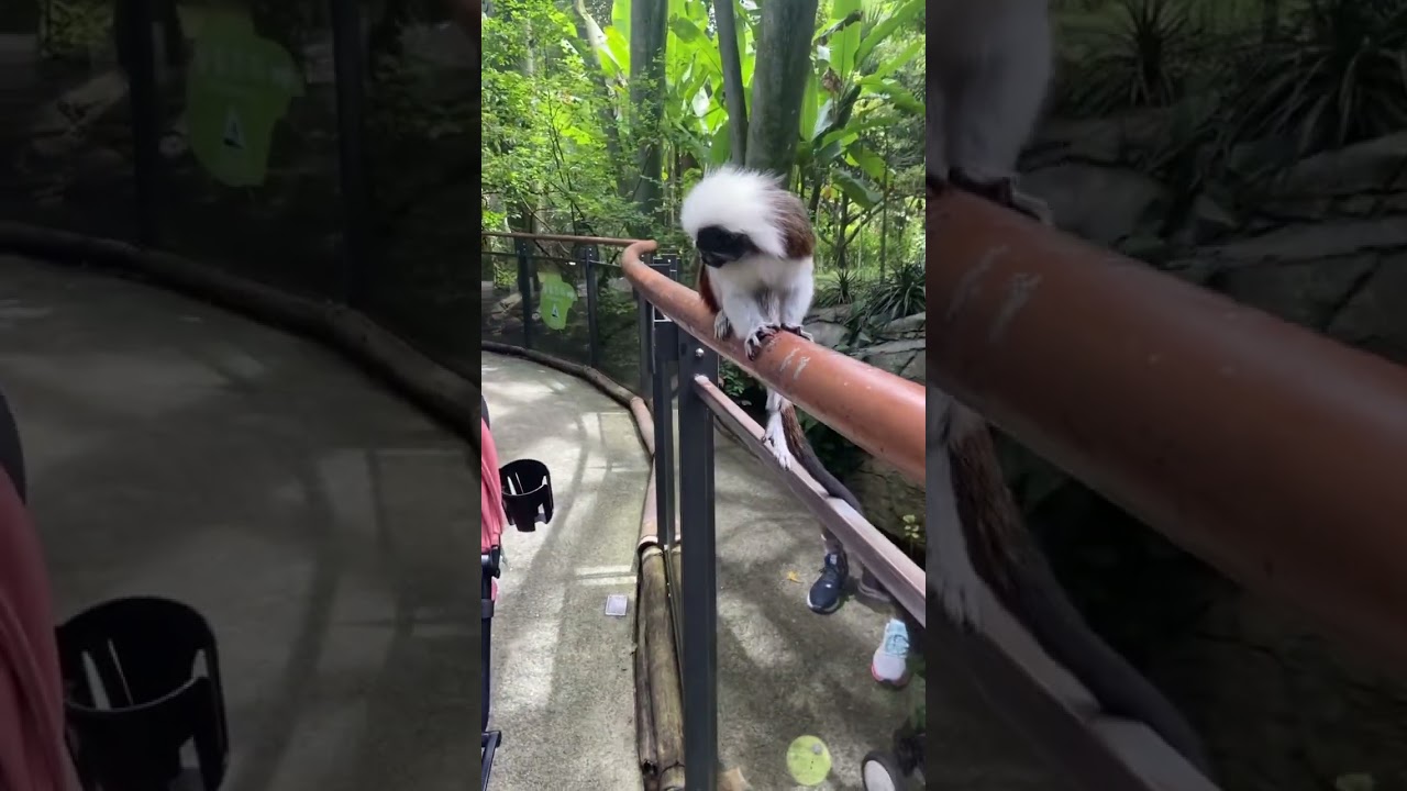 Taipei Zoo Fun interactions with lively monkeys！！