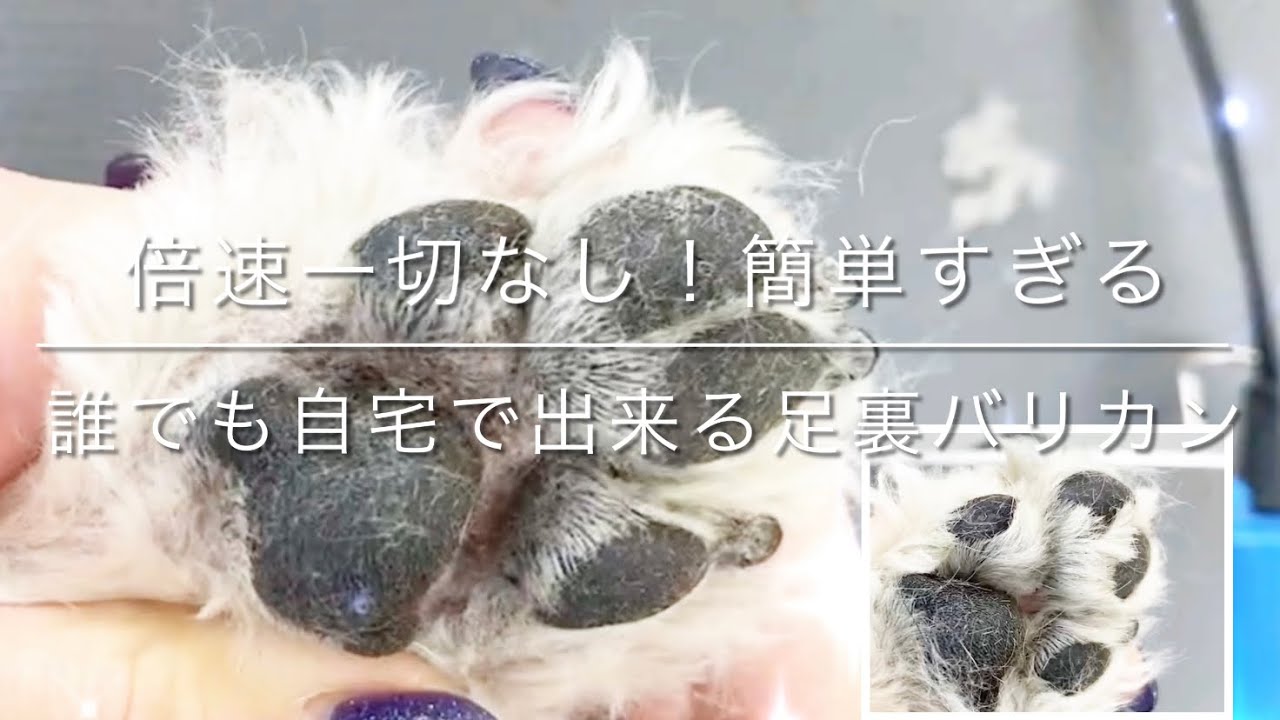 【トリミング　足裏バリカン①】「倍速なし、自宅で出来る足裏バリカン」全犬種共通