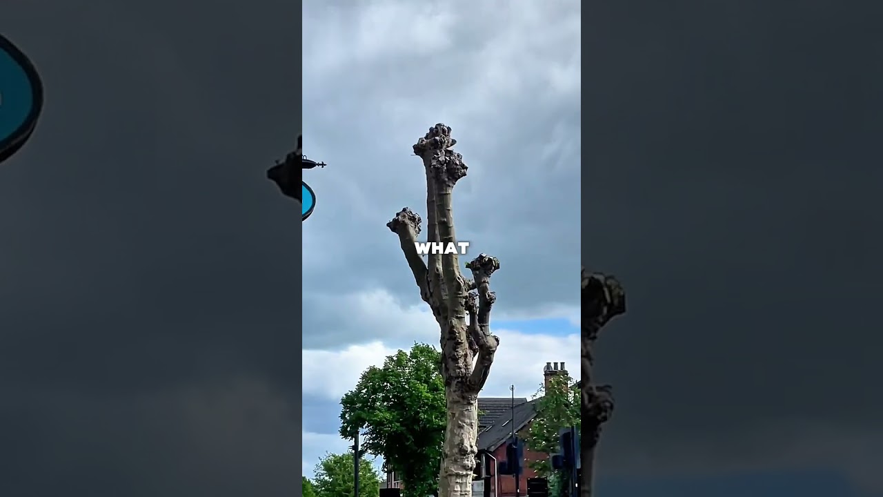 Visting the Strangest UK Beach Towns. Southend-on-Sea! 