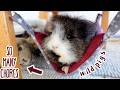 Guinea Pig Morning Chores