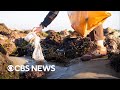 Plastic bag regulations have led to significant decrease in shoreline litter, study finds
