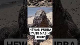 Fakta Unik Komodo, Predator Purba dari Indonesia!