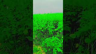 pani Me aaga lagani Hai jaan O Meri Jaan