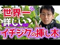 【いちじく】初心者の方へ。イチジクマニアが挿し木を徹底解説（育て方）