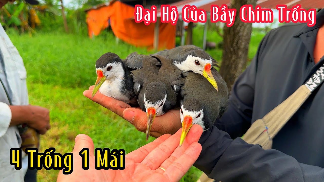 Lọt Vào Trúng Nguyên..Một Động..Chim Quốc Bắt Không Hết Nổi Luôn | Đam Mê Săn Bắt