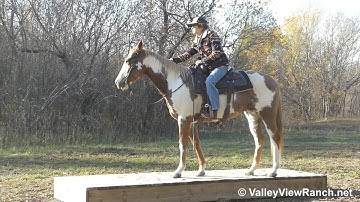Lucky Shes Mine - cows, bridge, logs, teeter totter! - ValleyViewRanch.net