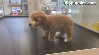 MINI POODLE , MALE , PEMBROKE PINES