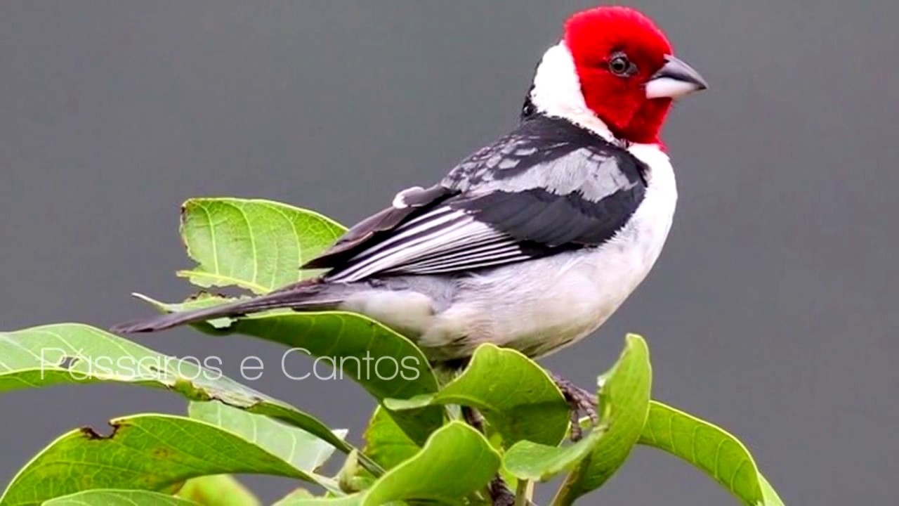 Como Saber Se O Galo De Campina é Fêmea