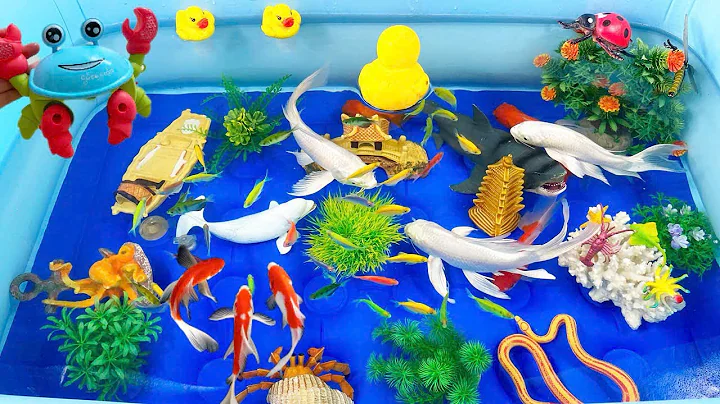 Let's explore what fish and sea creatures there are:sharks,jellyfish#goldfish#animals#viral videos