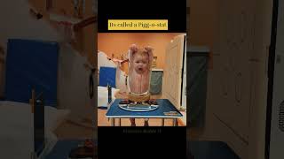 Why were babies placed inside this? #informative #facts #science #shorts