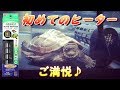 クサガメベビーつくの成長記17 初めてのヒーターにご満悦 GEX カメ元気  オートヒーター55 28℃ 亀 かわいい ゼニガメ Conpact auto heater for turtle