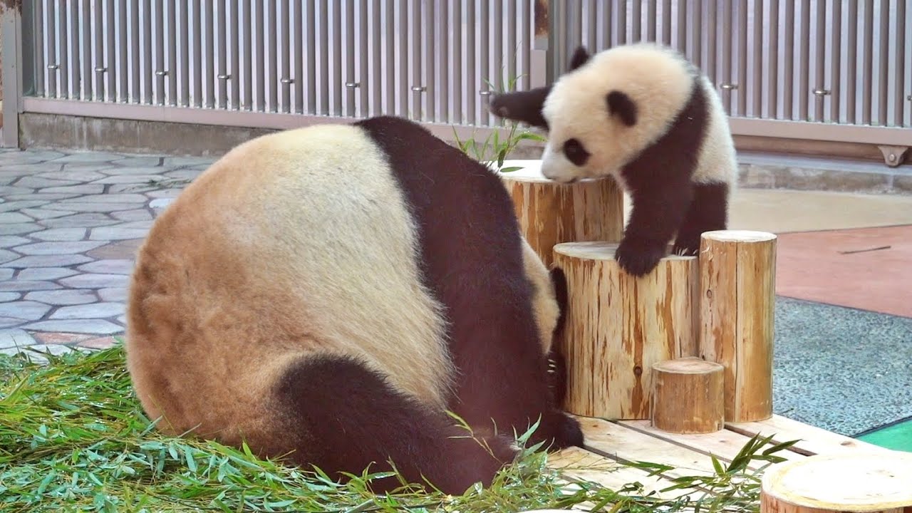 Baby Panda🐼🍼Three seconds later, the panda's mother fights back.🤣