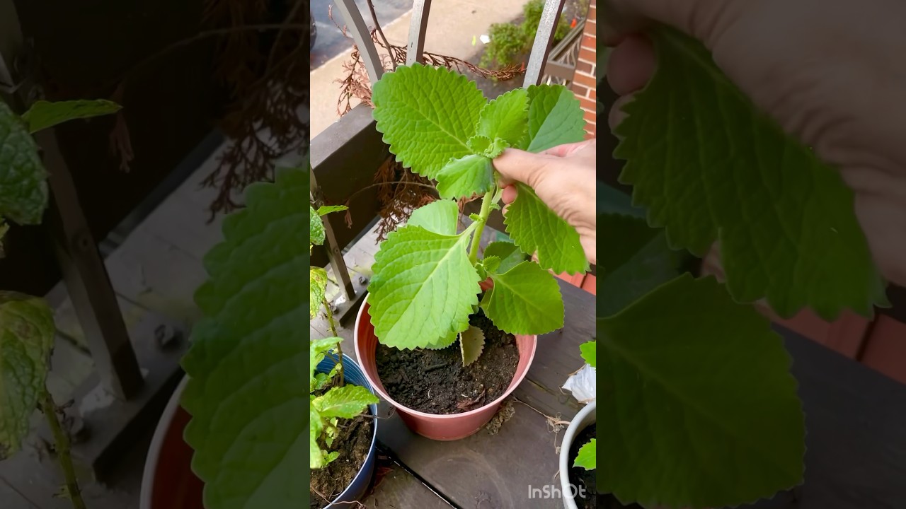 🔥என்னது இந்த இலையில இவ்வளவு நன்மை இருக்கா⁉️