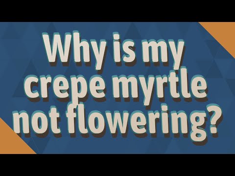 Video: Crepe Myrtle Not Blooming - Getting Crepe Myrtle Trees to Bloom