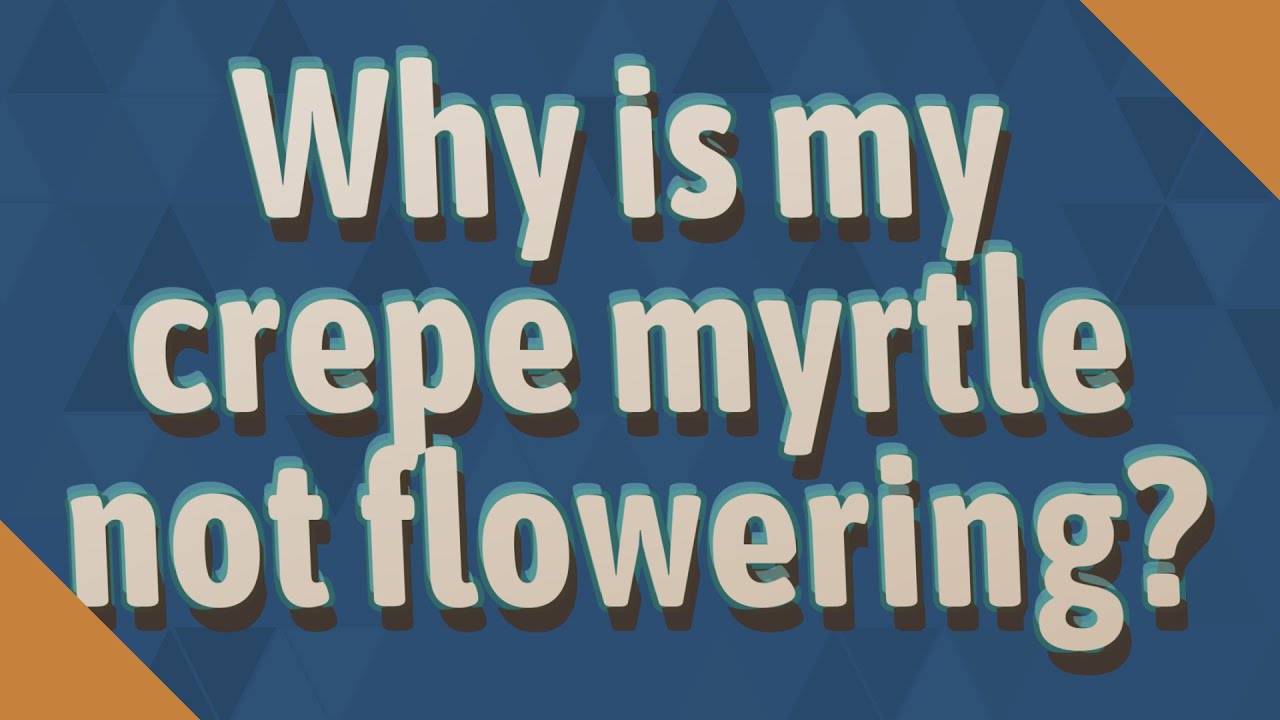 Why is my crepe myrtle not flowering?