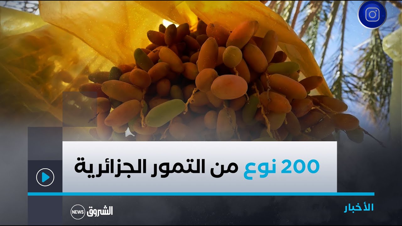 200 نوع من التمور الجزائرية🇩🇿..  لا يعرف المواطن منها سوى دقلة نور😍😍