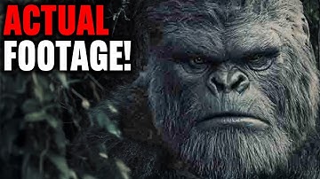 This Man Captures The Clearest Bigfoot Image Ever Recorded