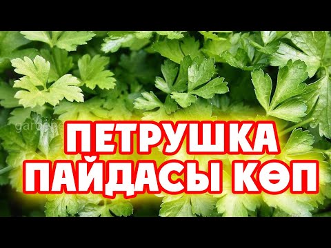 ПЕТРУШКА КӨП АУРУДЫҢ АЛДЫН АЛАДЫ, ӨТЕ ПАЙДАЛЫ ӨНІМ, Керек арнасы