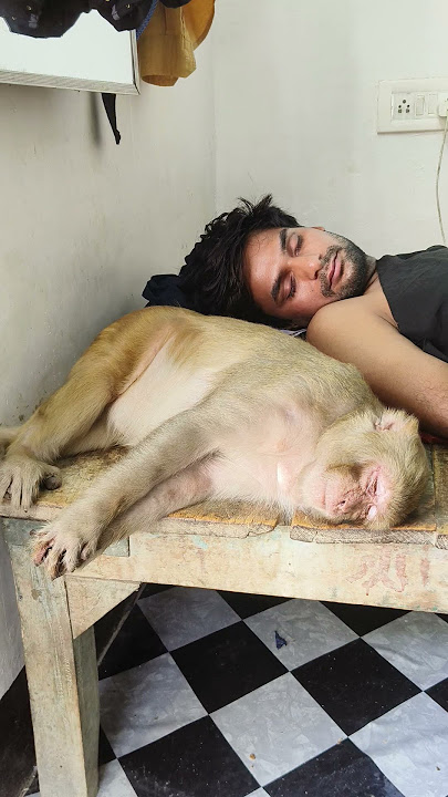 Shree mad bhagwat geeta, Akash monkey rani's last time. #ranivlogrbl #shorts #Youtubeshorts
