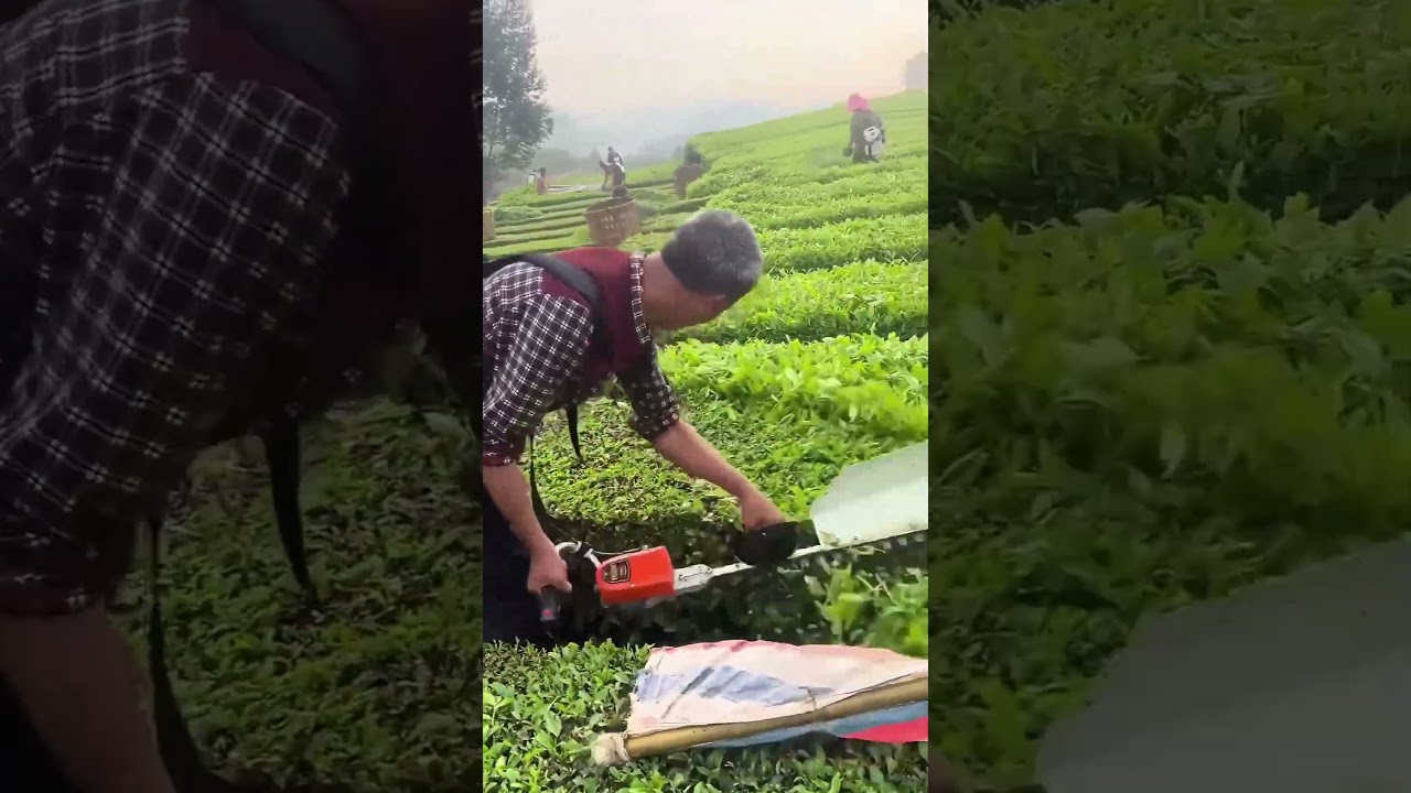 Cooperative harvesting process of tea leaves using electric picker tools