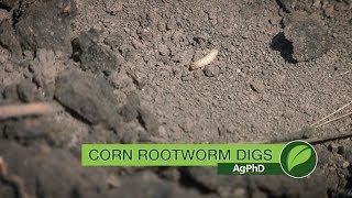 Corn Rootworm Digs #1001 (Air Date 6-11-17)