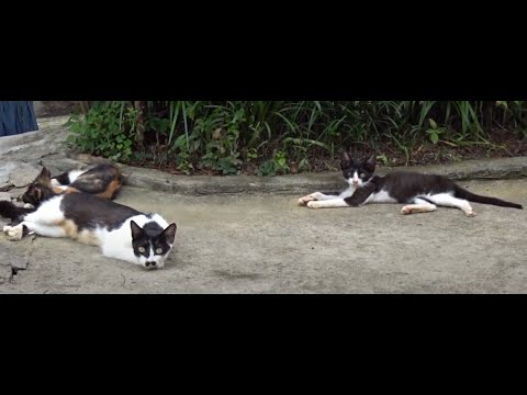마당에서 행복한 시간을 보내는 귀여운  고양이4마리...4 <strong>cute</strong> cats who spend a happy <strong>time</strong> in the yard...Jeonju .全州市.. KOREA.