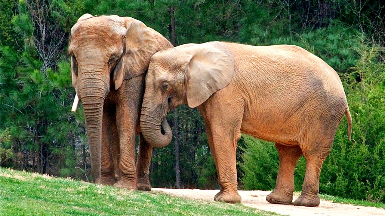 🐘 Интересные факты про жизнь слонов