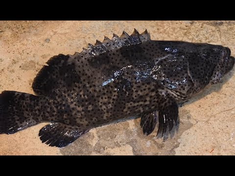 [4K]도시어부에 나온 <strong>그루퍼</strong> 회뜨기와 스테이크_Live grouper Cutting, Sashimi and steak_Japanese street food
