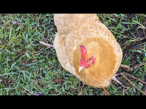 Putting my chickens to work clearing land for planting