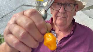 LOOK AT OUR PEPPER HARVEST! | Garden Update