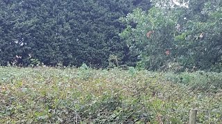 uk outdoor guerilla grow, early 🌼 stage bloom feed gone in short video pt 1 (stripped plants)