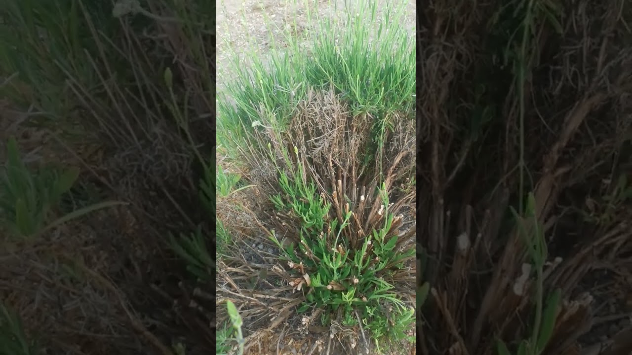 Размножение Лавандина( Lavandula x intermedia ) Phenomenal Blue 