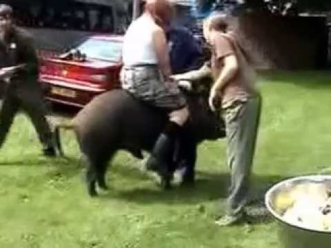 wild boar riding