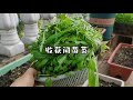 封闭阳台种的菜全是高脚苗，是间苗呢还是全部拔了呢？#阳台种菜 #我爱种菜 #三农 #阳台种植 #记录我的种植生活