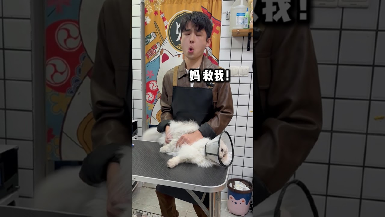 How crazy the daily care of cats is Even crazy cats that come to me will be washed into go