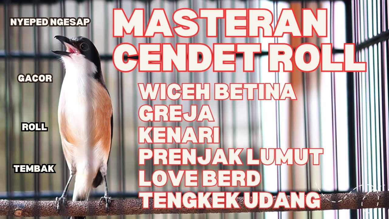 MASTERAN DAN PANCINGAN CENDET GACOR ROLL TEMBAK FULL MATERI