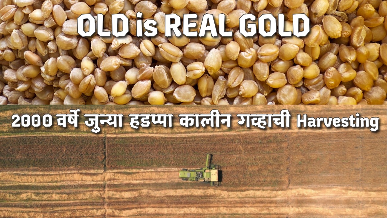 Story of Wheat Farming | Farm Documentary | Village Life | Rural Maharashtra