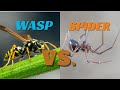 Wasp vs Spider, Wildlife Encounter