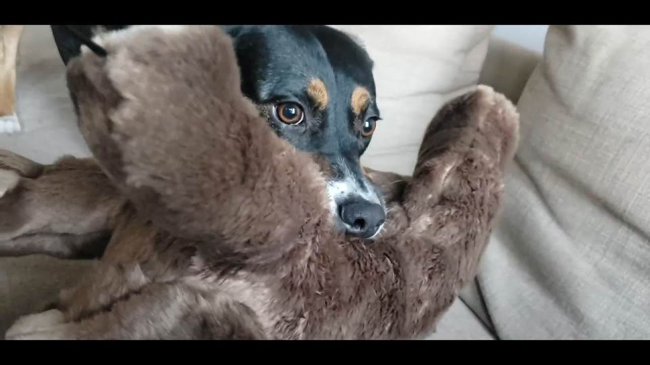 New Stuffed Dog Toy For Molly Beagle Hound