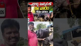 erragadda buffalo market